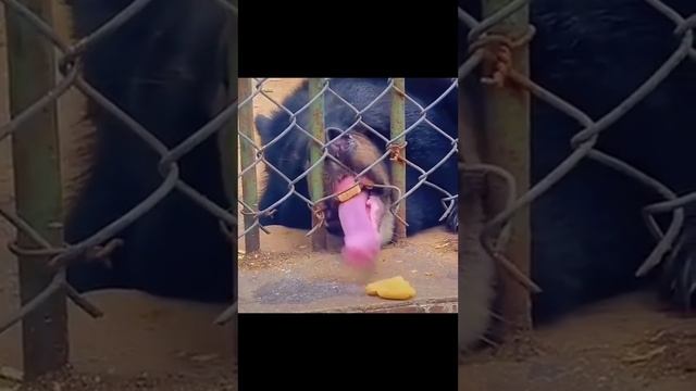 Медведь #shorts