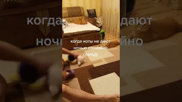 Когда коты не дают ночью спать , что делать ?