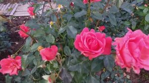 Роза Ай Эм Макмиллан  (I am Macmillan)   #розы #розаайэммакмиллан