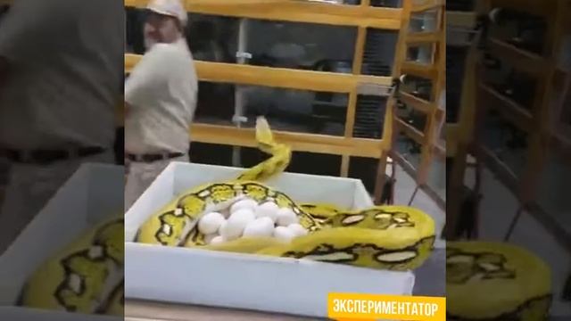 Питон защищает яйца / Python protects eggs смотреть онлайн