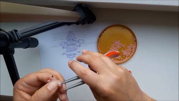 Мыша (плоская) из бисера