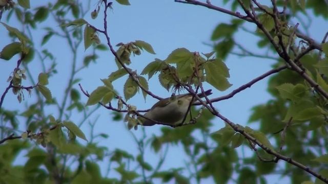 Warbling Vireo (Vireonidae: Vireo gilvus) смотреть онлайн