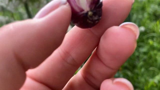 Когда же всё таки созревает Ялтинский лук? Горное лавандовое поле. Сбор лаванды. смотреть онлайн