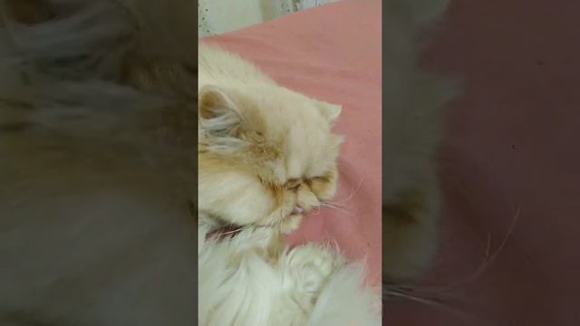 Изя чавкает во сне смотреть онлайн