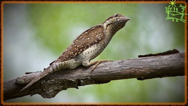 Голоса птиц Как поёт Вертишейка (Jynx torquilla).mp4 смотреть онлайн