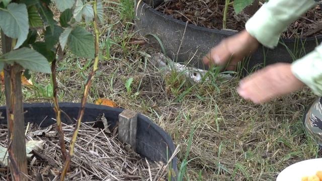 Малина Желтый гигант: ремонтантная и сладкая смотреть онлайн