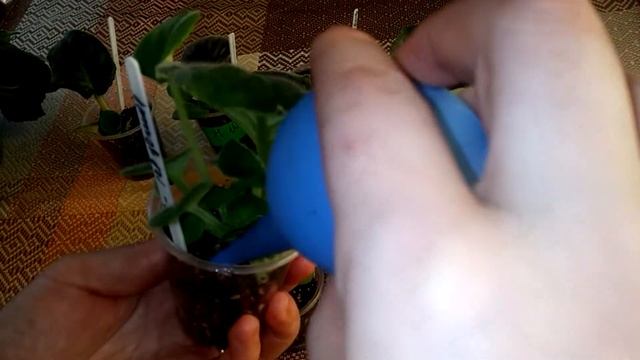 Полив укорененных листиков фиалок. Сколько ВОДЫ надо таким листикам??? смотреть онлайн