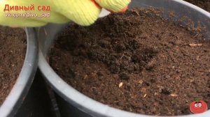 Как посадить персик из косточки? Как я это делаю.