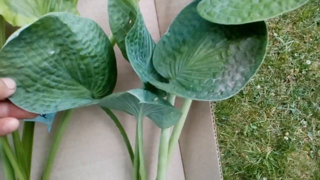 Поговорим о хостах! Старые хосты и новая посылка #хосты #всаду #хосты #впосылке смотреть онлайн