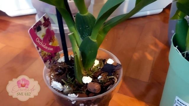 Brassia spider orchids - orhideja pauk смотреть онлайн