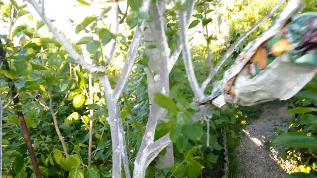 Прививка хурмы, часть 2 смотреть онлайн