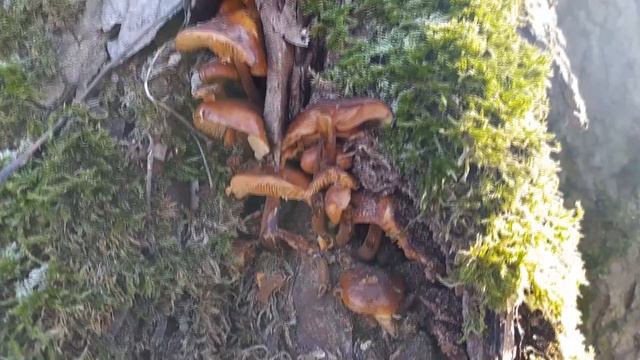 Фламмулина в феврале! смотреть онлайн
