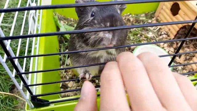 МОРСКАЯ СВИНКА ХРЮКАЕТ! #МИЛЫЕЖИВОТНЫЕ