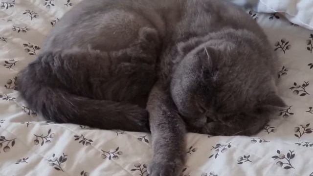 Кот храпит. Кот спит и храпит. смотреть онлайн