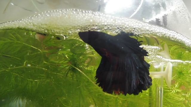 РЫБКИ ПЕТУШКИ ХАЛФ МУН - ОТНЕРЕCТИЛИСЬ #халфмунпетушокрыбка#( ПИТОМНИК "МАРИ МИСТИК" ) смотреть онлайн