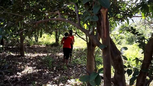 Find Natural guava for Food of survival in the rainforest - My Natural Food ep 100 смотреть онлайн
