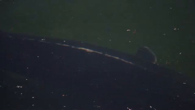 Зажигаем в Сочи!!! Совместный проект "Золотого пера", "Телешко" и Детского Национального Канала! смотреть онлайн