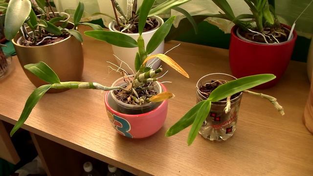 Do Dendrobium nobile orchid seedlings need a winter rest? смотреть онлайн
