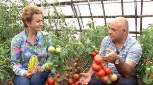 ЛЮБИМЫЕ ГИБРИДЫ ТОМАТОВ: Богата Хата F1