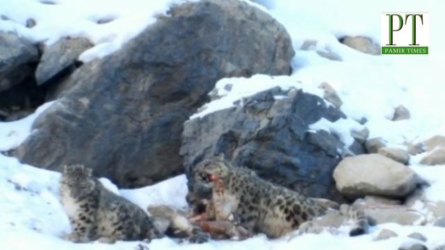 Capturing the Ghost of the Mountains Snow Leopards смотреть онлайн
