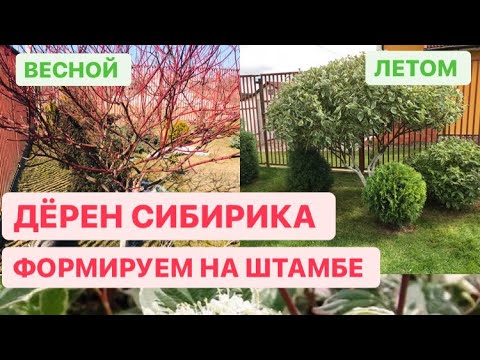 КАК СДЕЛАТЬ ШТАМБ ДЁРЕН СИБИРИКА ВАРИЕГАТА.mp4 смотреть онлайн