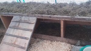 Обзор помещения для содержания гусей