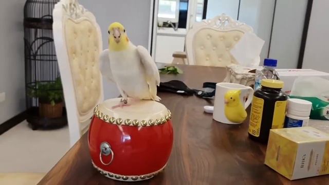 Попугай барабанщик! Музыкант ЮМОР _ СМЕШНОЕ ВИДЕО _ FUUNY VIDEO _ HUMOR смотреть онлайн