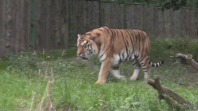 ТИГРЫ и ЛЬВЫ в ЗООПАРКЕ (Panthera Tigris. Lion (Panthera Leo). Zoo Rivne. Ukraine)