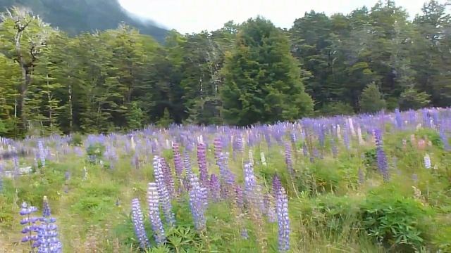 Музыка воды и гор Новой Зеландии смотреть онлайн