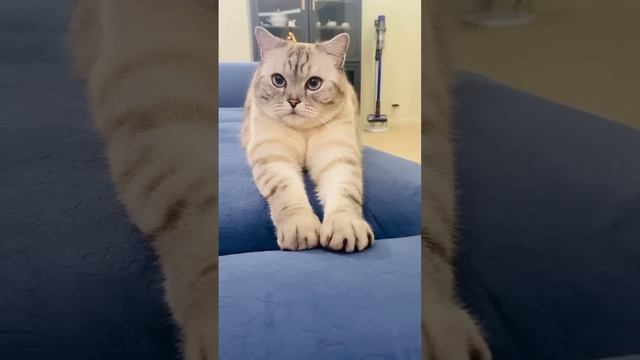 Какие сны видят котики. смотреть онлайн