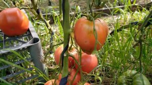 Тарас Бульба! Полный обзор томата