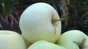 Бирское грушевое - сорт яблони