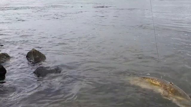 Рыбалка на сома на течении весной. Wels Drill am Rhein смотреть онлайн