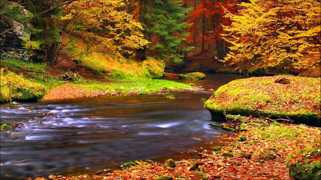 Звуки утреннего леса, щебетание птиц, расслабляющие звуки лесного ручья ✦ Релакс ✦ Релаксация смотреть онлайн