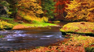 Звуки утреннего леса, щебетание птиц, расслабляющие звуки лесного ручья ✦ Релакс ✦ Релаксация