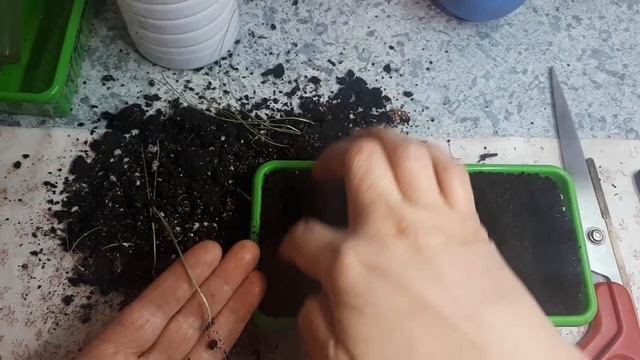 Порей. Взошёл плохо, семена старые, будем пикировать! смотреть онлайн