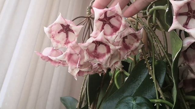 Обзор цветения хойи Арчболдиана (Hoya Archboldiana) ?От бутона до цветочка? смотреть онлайн