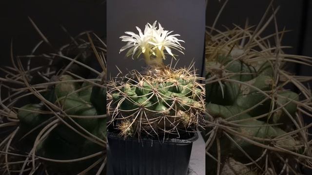Discocactus Boomianus смотреть онлайн