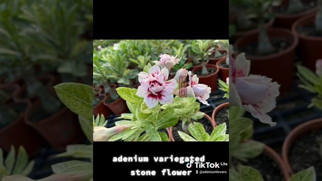 adenium variegated stone flower смотреть онлайн
