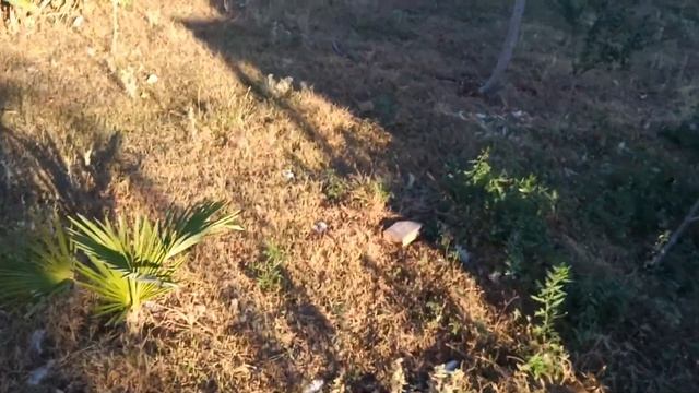 Авокадо растет на дачах в Баку, Азербайджан смотреть онлайн