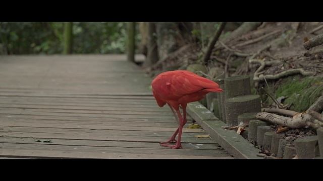 Райские птицы. Экзотические птицы в парке Birds of Eden в ЮАР. смотреть онлайн