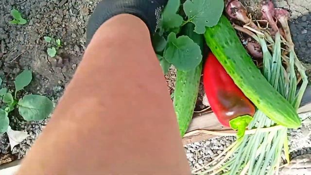 4 июля // Как живут пенсионеры на Урале . смотреть онлайн