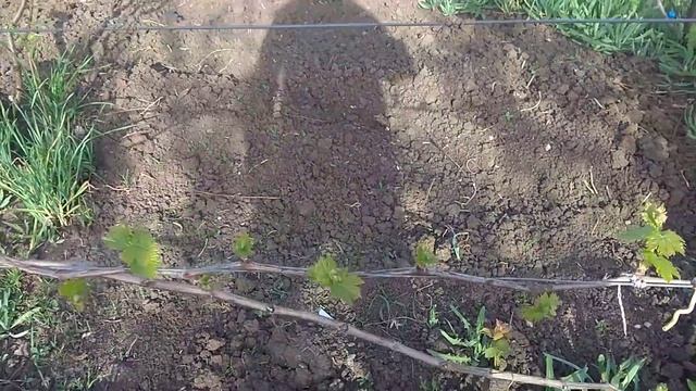 Влияние железного купороса на винограднике смотреть онлайн