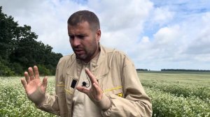 Гречиха, когда выделяет нектар, время посищение пчел медозбора