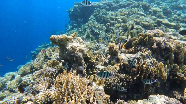 Египет красное море смотреть онлайн