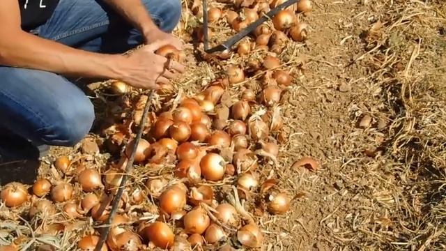 Тенеси F1, семена лука репчатого, Venemaa Seeds смотреть онлайн
