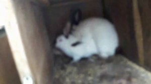 Спаривание кроликов ,  mating rabbits