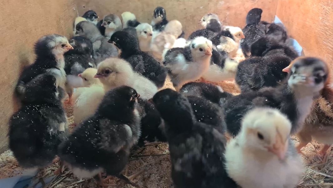 Как сохранить цыплят. смотреть онлайн