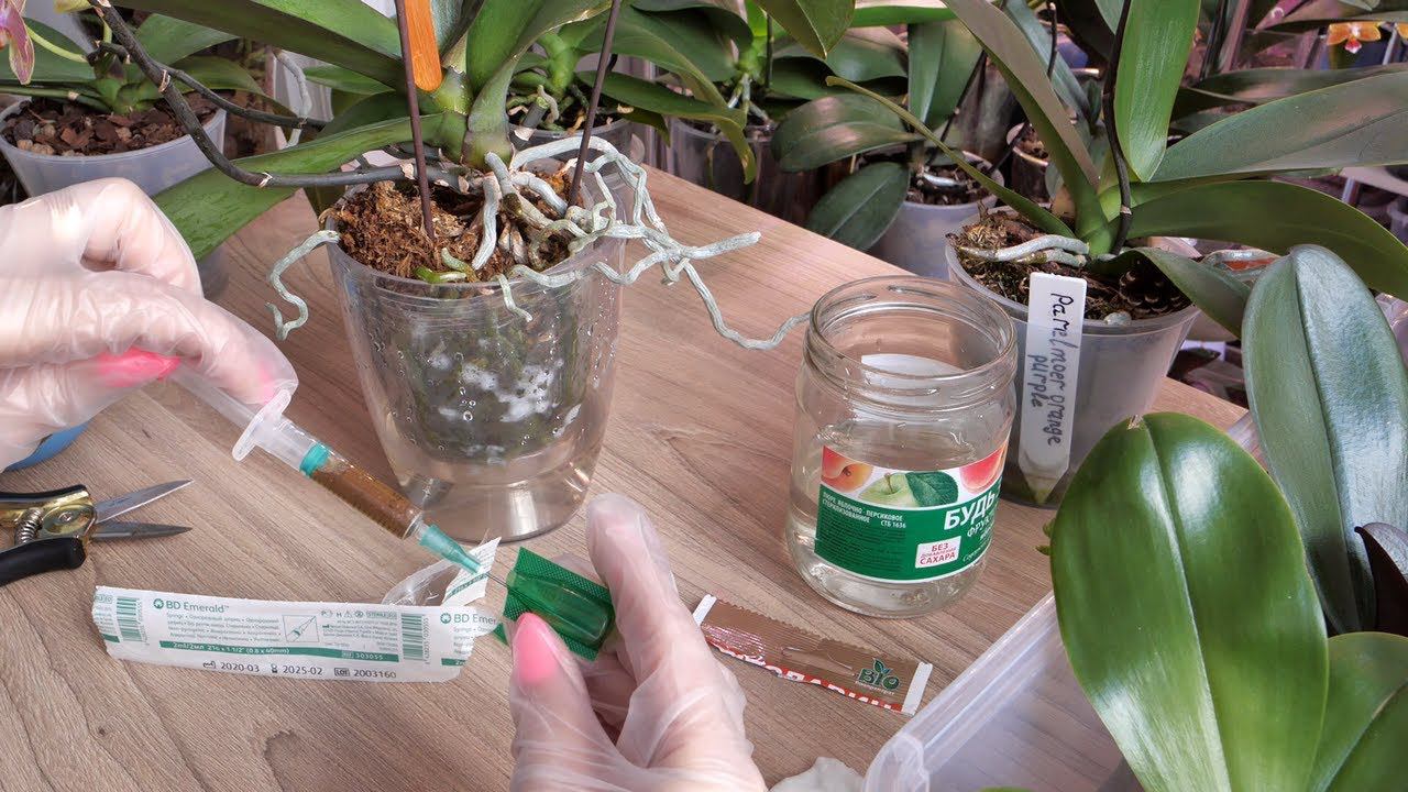 ЛЕЧИМ листья орхидей. ЗАРАЗА ВНУТРИ! смотреть онлайн