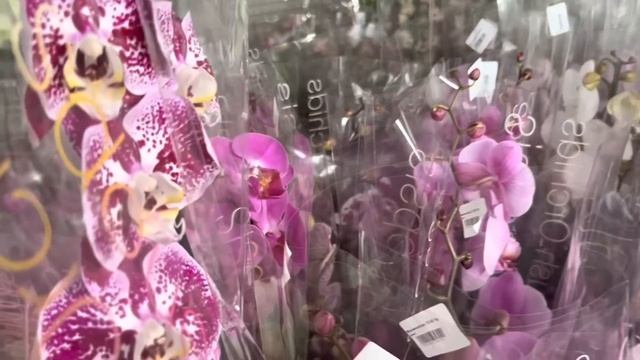 Шикарные сорта в новом Обзоре Орхидей (Одесса ) смотреть онлайн